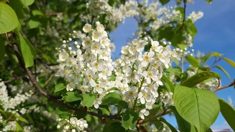 Blooming bird cherry in spring. Nature 4k Stock-Footage 194959370