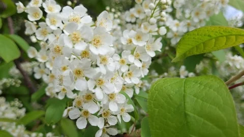 Blooming bird cherry in spring. Nature 4k Video stock 194987335