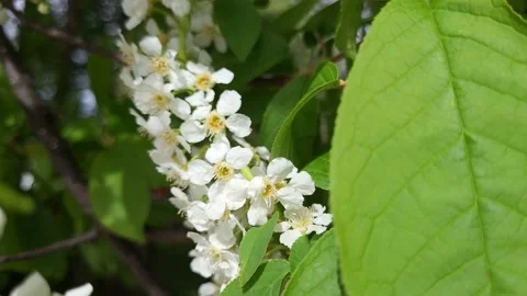 Blooming bird cherry in spring. Nature 4k Video stock 194987368