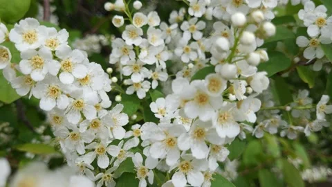 Blooming bird cherry in spring. Nature 4k Stock Footage 194987392