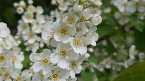 Blooming bird cherry in spring. Nature 4k Video stock 194987397