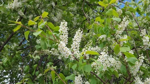 Blooming bird cherry in spring. White flowers on tree. Nature 4k Stock Footage 194959043