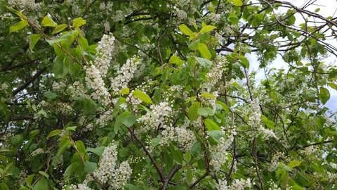Blooming bird cherry in spring. White flowers on tree. Nature 4k Video stock 194994173