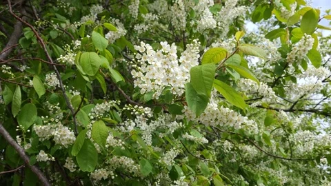 Blooming bird cherry in spring. White flowers on tree. Nature 4k Video stock 194994195