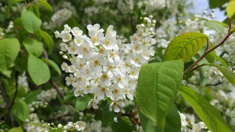 Blooming bird cherry in spring. White flowers on tree. Nature 4k Stock Footage 194994203