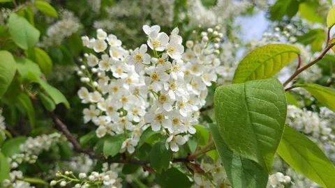 Blooming bird cherry in spring. White flowers on tree. Nature 4k Video stock 194994216