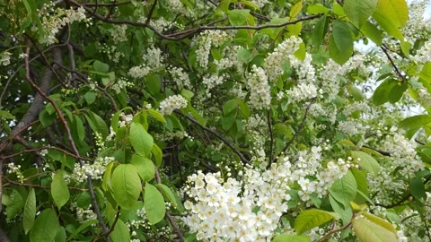 Blooming bird cherry in spring. White flowers on tree. Nature 4k Video stock 194994259