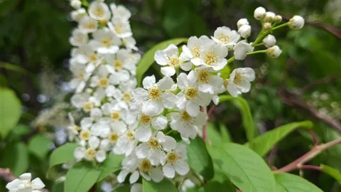 Blooming bird cherry in spring. White flowers on tree. Nature 4k Video stock 194994268