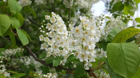 Blooming bird cherry in spring. White flowers on tree. Nature 4k Video stock 194994281
