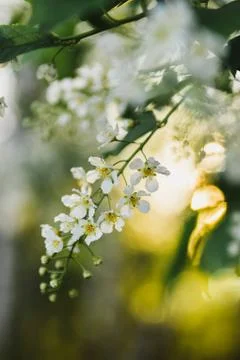 Blooming bird cherry springtime sunset warm light Stock Photos