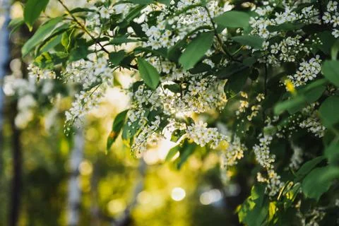 Blooming bird cherry springtime sunset warm light Stock Photos