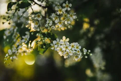Blooming bird cherry springtime sunset warm light Stock Photos