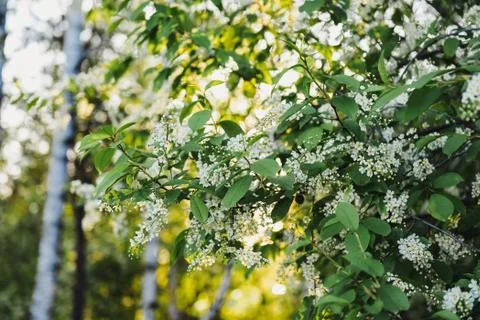 Blooming bird cherry springtime sunset warm light Stock Photos