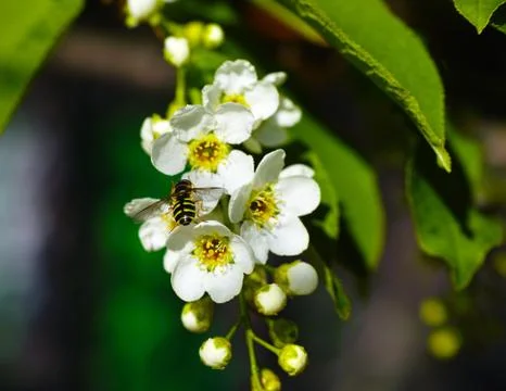 The blooming bird cherry tree with bee Stock Photos