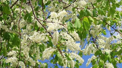 Blooming bird cherry tree branches swaying in the wind against bright blue sky. Stock Footage 276231923