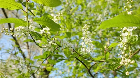 Blooming Bird Cherry Tree Branches in Lush Green Forest During Sunny Spring Stock Footage 305838784