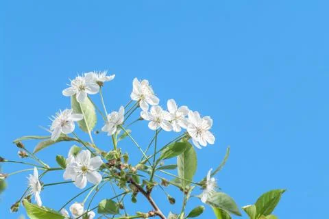 Blooming bird-cherry tree close up. Bird cherry flowers in sunny day in sprin Stock Photos