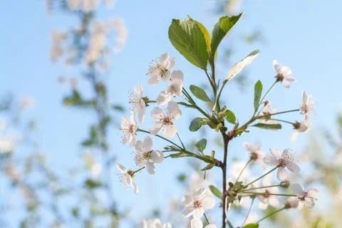 Blooming bird-cherry tree close up, soft focus. Bird cherry flowers in sunny  Stock Photos