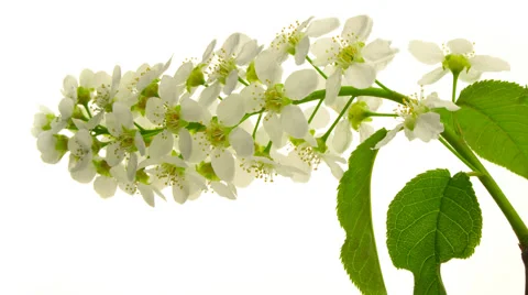 Blooming of Bird Cherry Tree Isolated on White. Time Lapse. Stock Footage 52845578