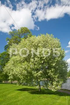 Blooming bird cherry tree Stock Photos