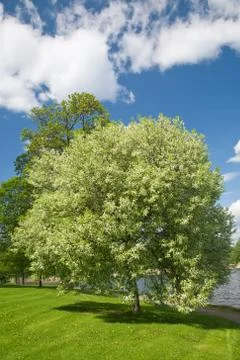 Blooming bird cherry tree Foto stock