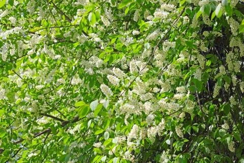 Blooming bird cherry tree 库存照片