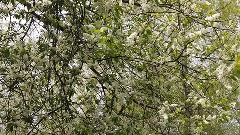 Blooming bird cherry tree in spring. White flowers in the garden Stock Footage 129949944