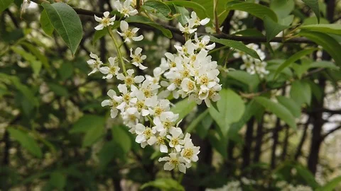 Blooming bird cherry tree in spring Stock Footage 129950719