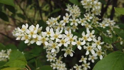 Blooming bird cherry tree in spring. Video stock 129950739