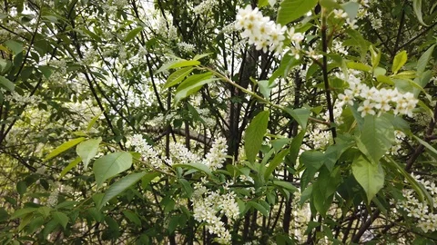Blooming bird cherry tree in the spring forest Stock Footage 130048690