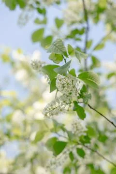 Blooming bird-cherry tree on spring, selected focus. Romantic floral backgrou Stock Photos