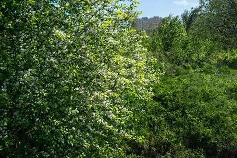 Blooming bird cherry tree in spring in sunny weather close-up on a background Stock Photos