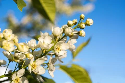 Blooming bird-cherry tree in spring on a sunny day Stock Photos