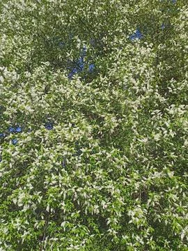 Blooming bird cherry tree with white flowers in spring garden Stock Photos