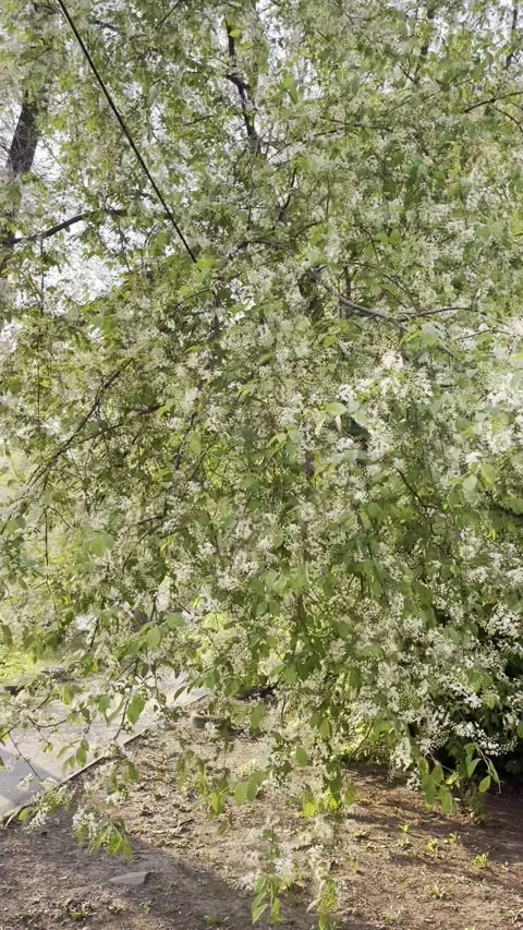 Blooming bird-cherry trees with lots of white flowers in spring in park Stock Footage 280711615