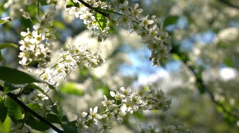 Blooming bird cherry twig closeup on the wind in slow motion 스톡 동영상 65116401
