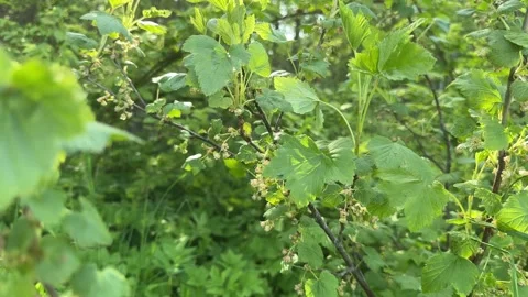 Blooming black currant bush on a spring garden background. Stock Footage 319554567