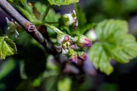 Blooming black currant close-up on the background of leaves,narrow the focus Stock Photos
