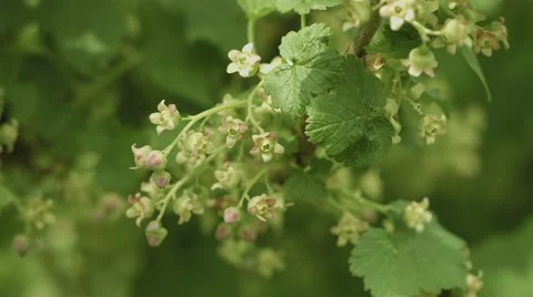 Blooming black currant. flowers close up Video stock 40329968