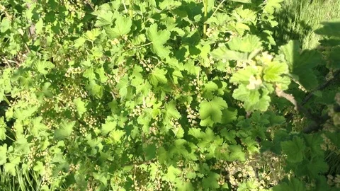 Blooming Black Currant Ribes nigrum Bush On The Wind In Spring Crimea Stock Footage 90514248
