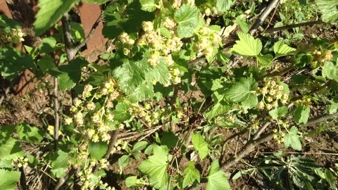 Blooming Black Currant Ribes nigrum Bush On The Wind In Spring Crimea Video stock 90514744