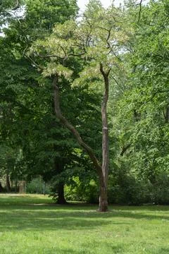 Blooming black locust tree with a split trunk grows on a green park lawn Stock Photos