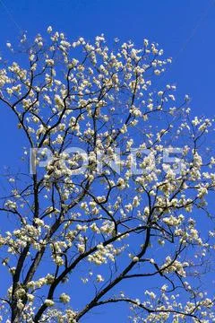 Blooming Black Locust Tree in Spring Stock Photos