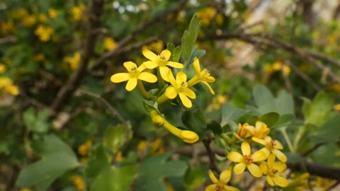 Blooming blackcurrant in the wind 스톡 동영상 185060652