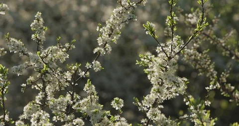 Blooming Blackthorn, spring, 4k Stock Footage 89646871