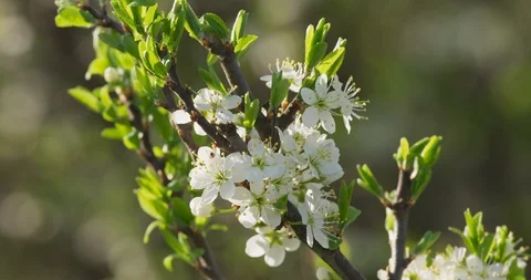 Blooming Blackthorn, spring, 4k Stock Footage 89646918