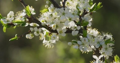 Blooming Blackthorn, spring, 4k Video stock 89646951