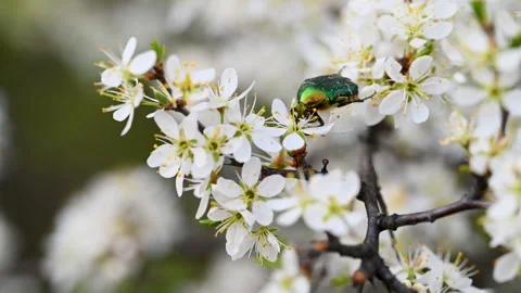 Blooming blackthorn in spring Stock Footage 306944936