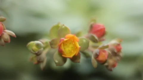 A blooming blossom close-up macro Stock Footage 151578984