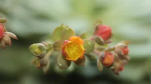A blooming blossom close-up macro Stock Footage 151579011
